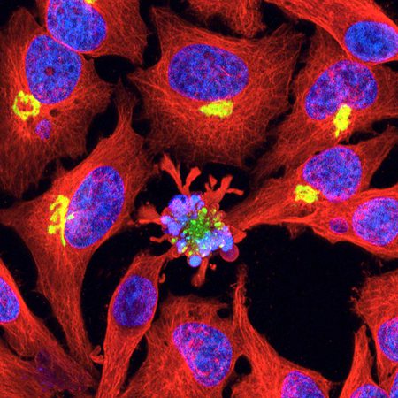 imagenes de celulas vivas